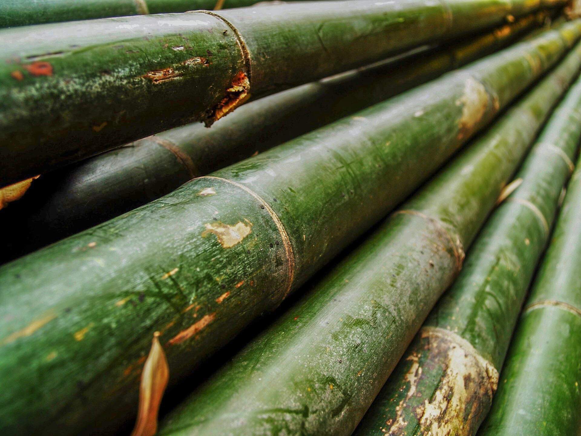 Bambu 3