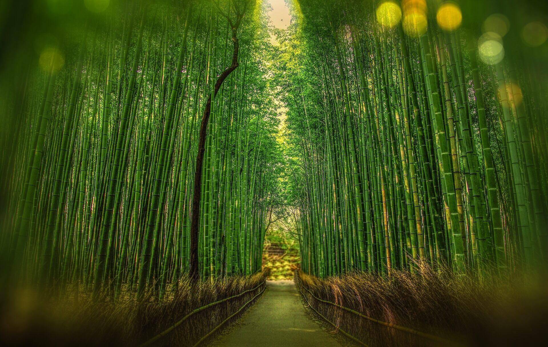 Bambu 4